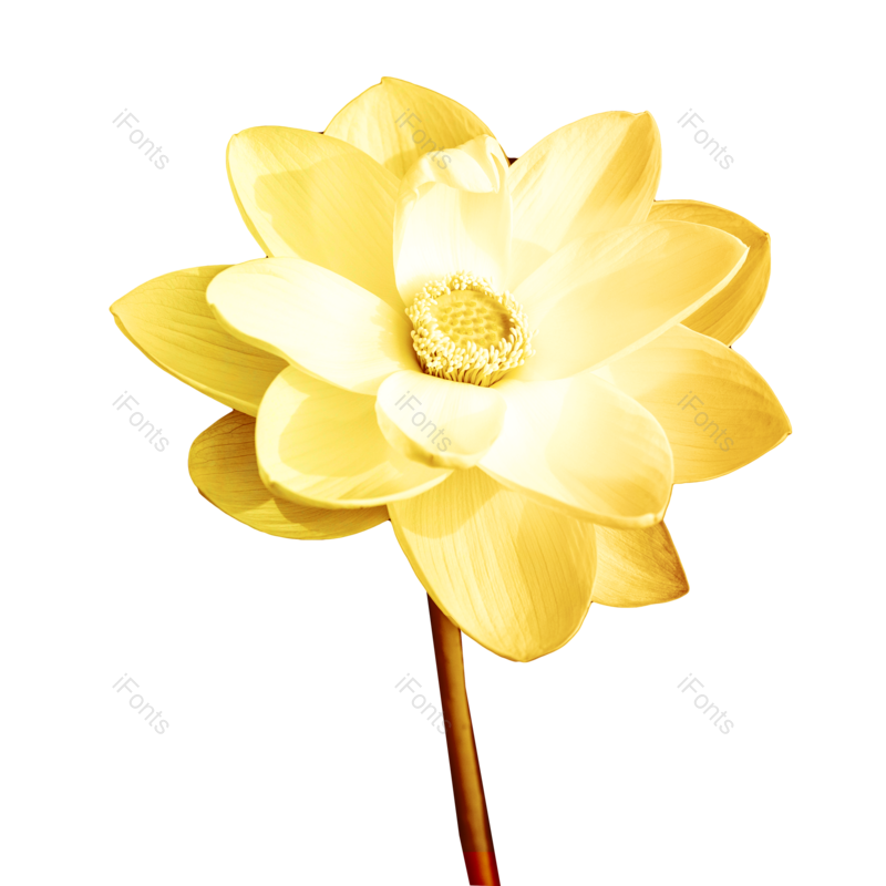 秋天图片,黄花元素,花草PNG,金属免抠素材